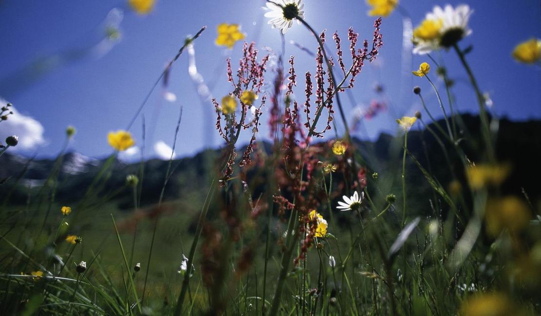 wiesenblumen